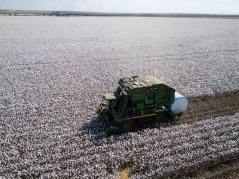 Brazil Posts Record Cotton Exports in 2025/26, With China Leading Destinations